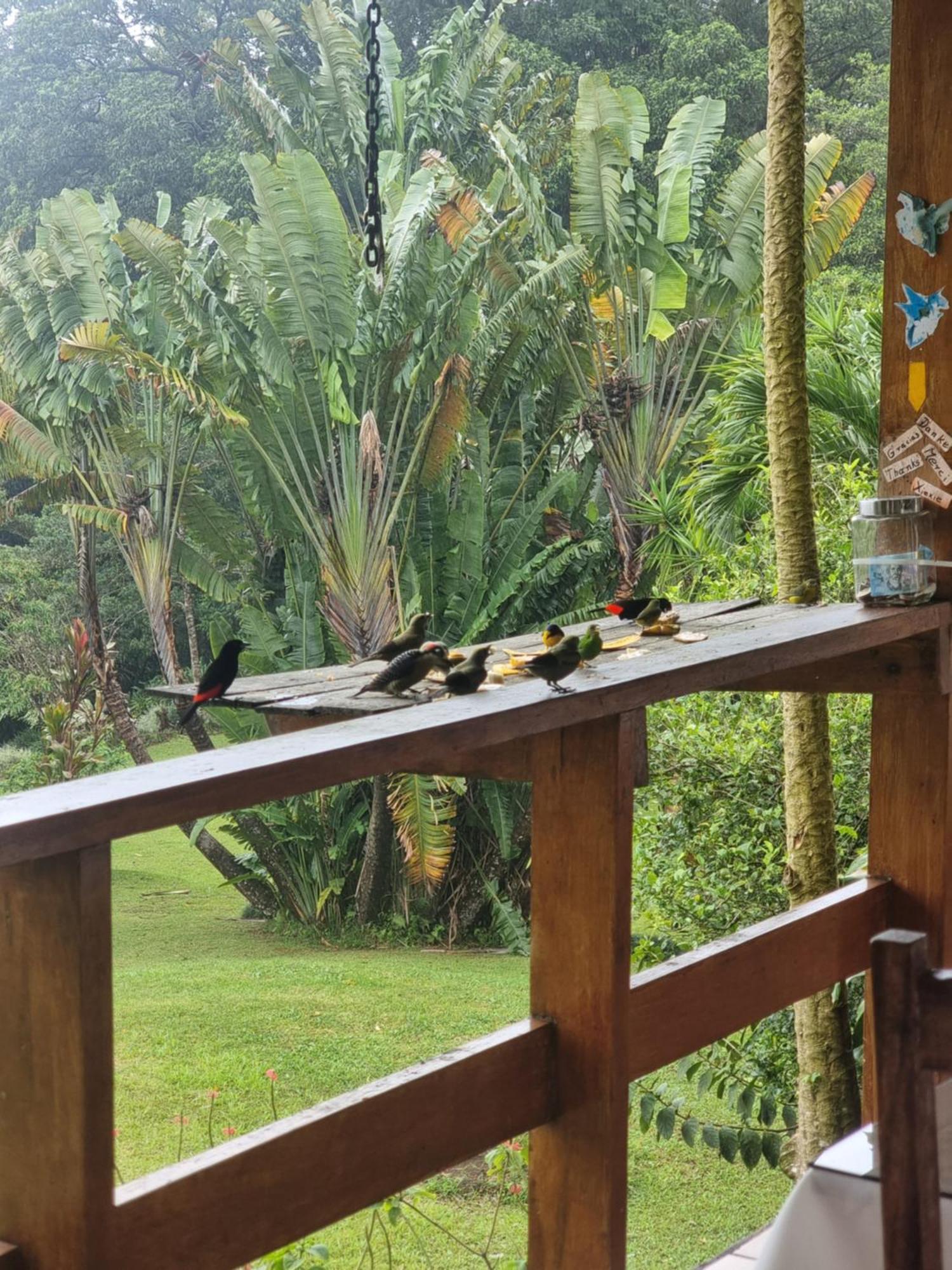 Hotel La Rana De Arenal Nuevo Arenal Exterior photo